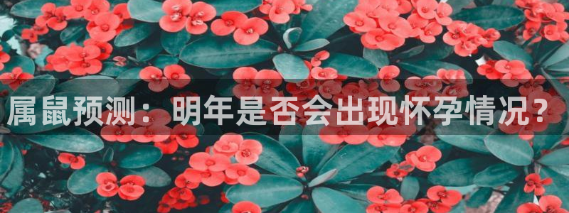 今年会平台招商：属鼠预测：明年是否会出现怀孕情况？