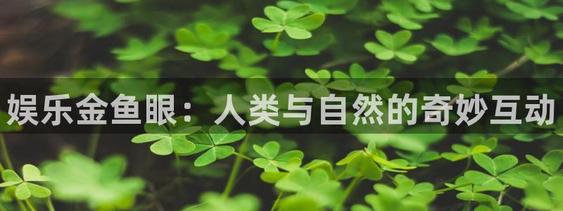 今年会3代理：娱乐金鱼眼：人类与自然的奇妙互动